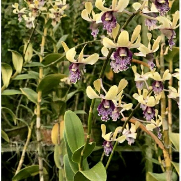 anggrek bibit botol dendrobium edfrans charming