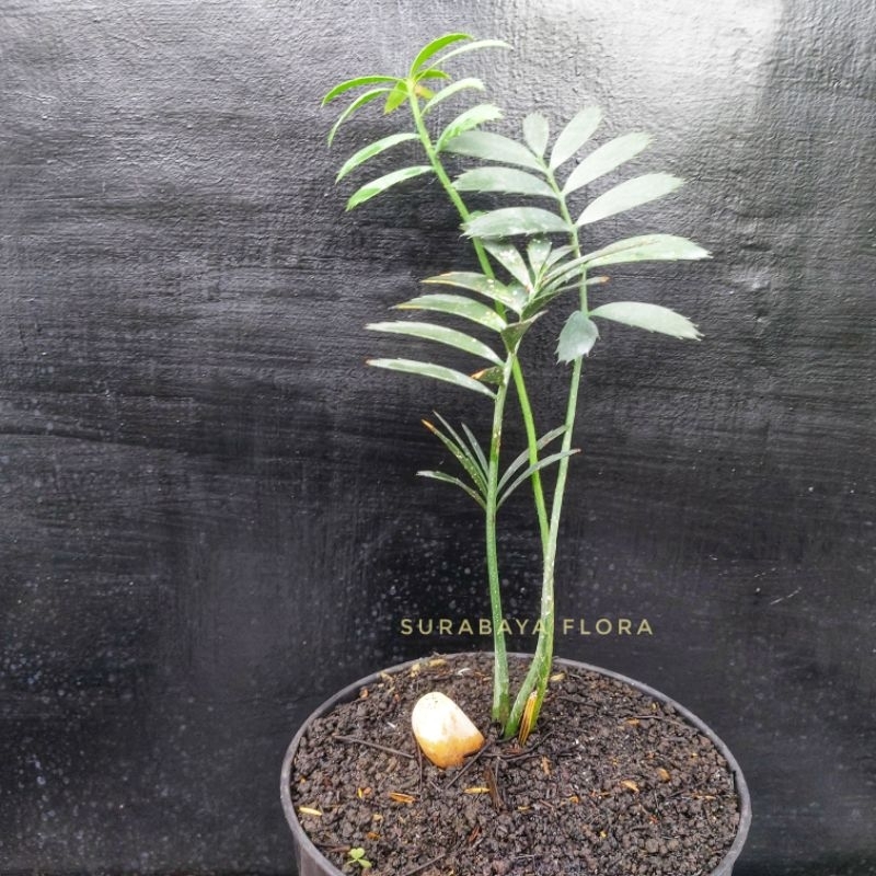Encephalartos Sclavoi from Seed