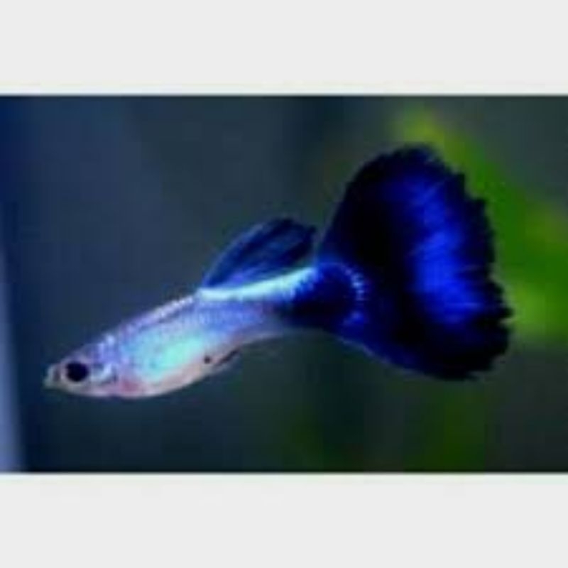 

Blue diamon