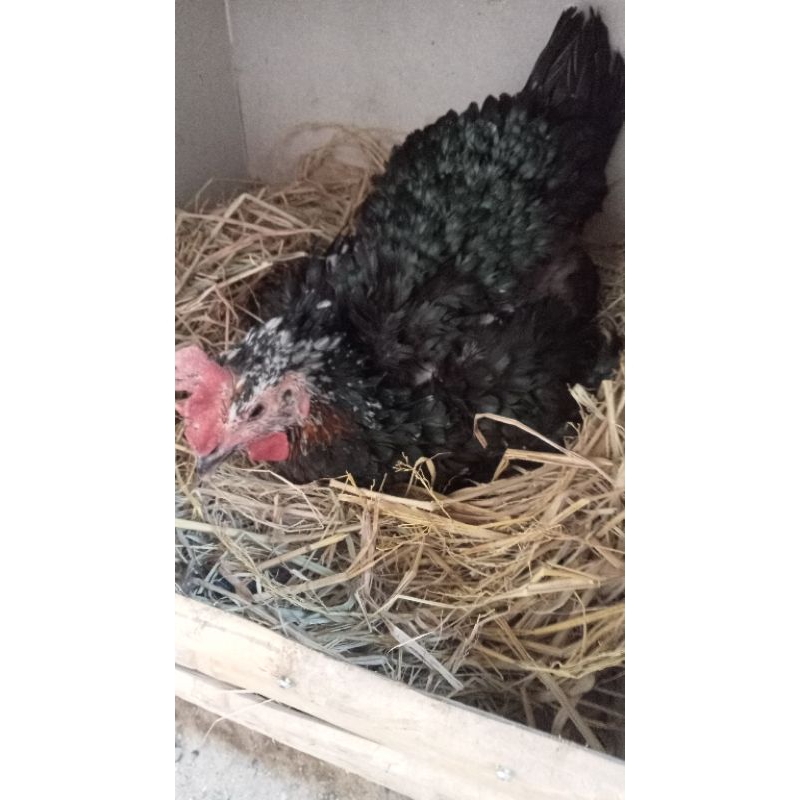 ayam pelung Jumbo betina