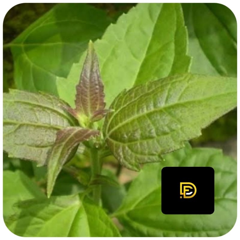 

Daun kopasanda segar daun kirinyuh segar 500 gram-az