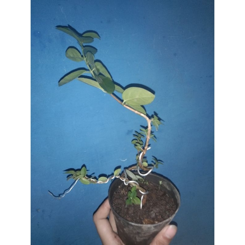 bonsai Sancang meliuk shito