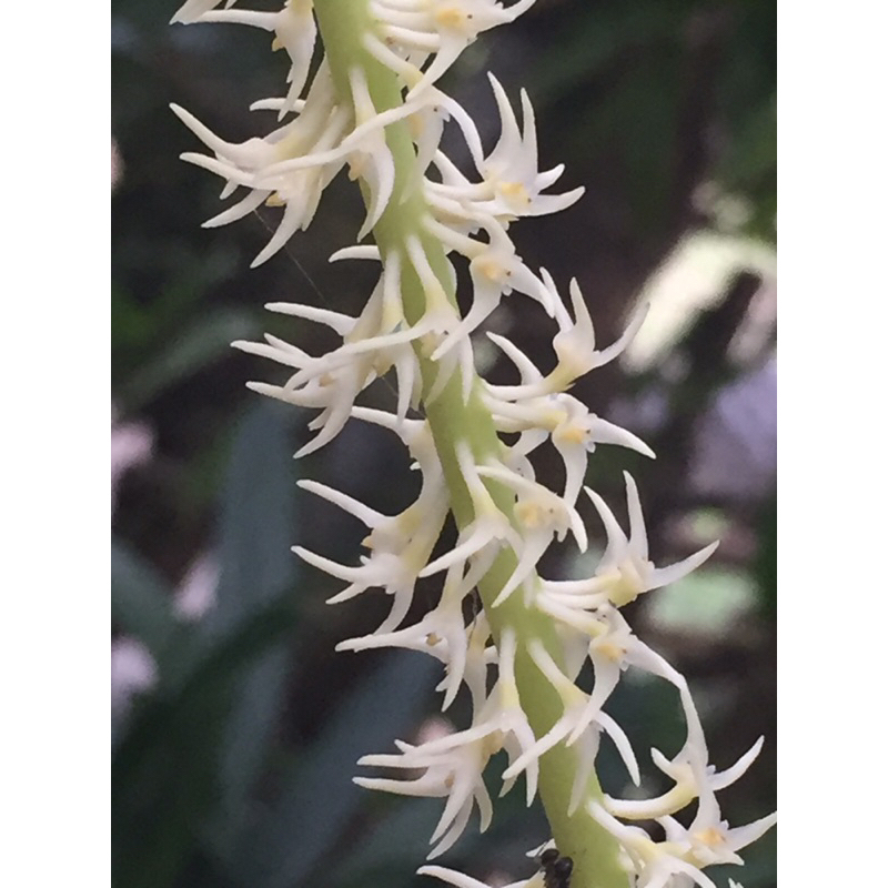 Bulbophyllum odoratum