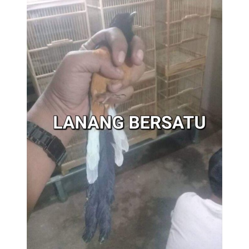 murai mh palangka ekor panjang
