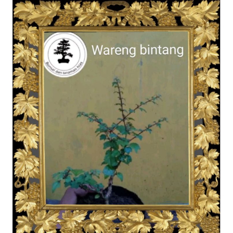 ( COD)Bibit bonsai/bahan bonsai/ Wareng bintang(Gmelina elliptica)