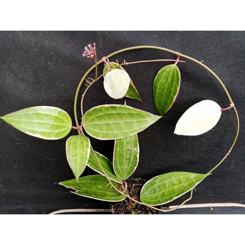 hoya macrophylla albomarginata rimbun