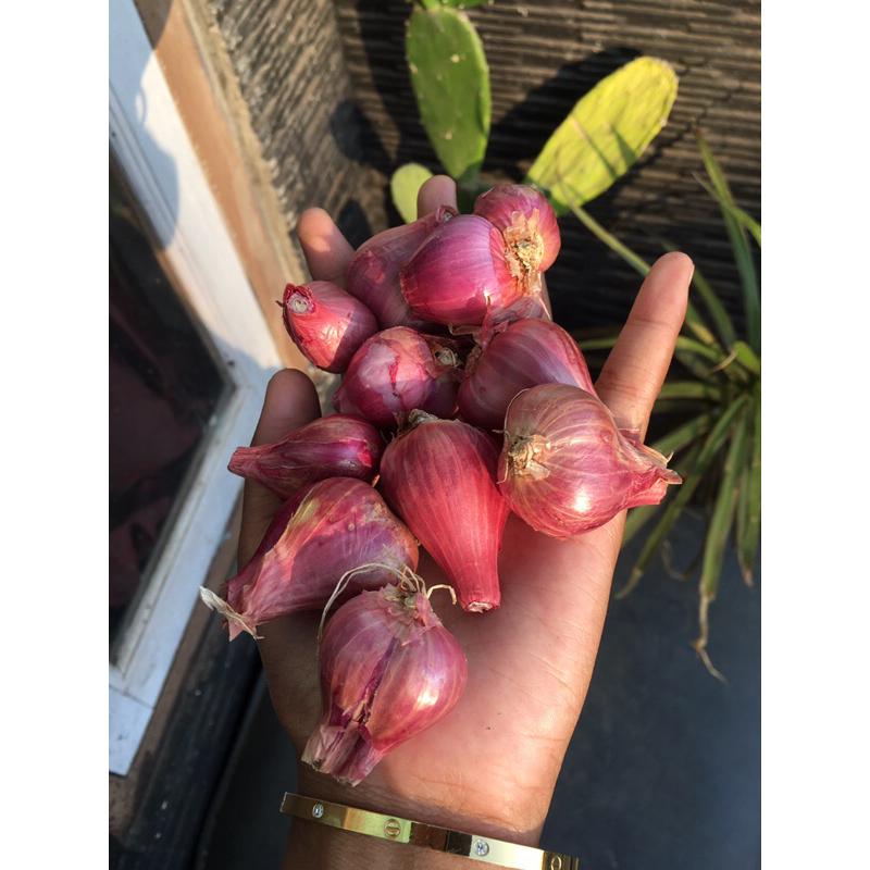

BAWANG MERAH PROBOLINGGO garing glowing 1kg