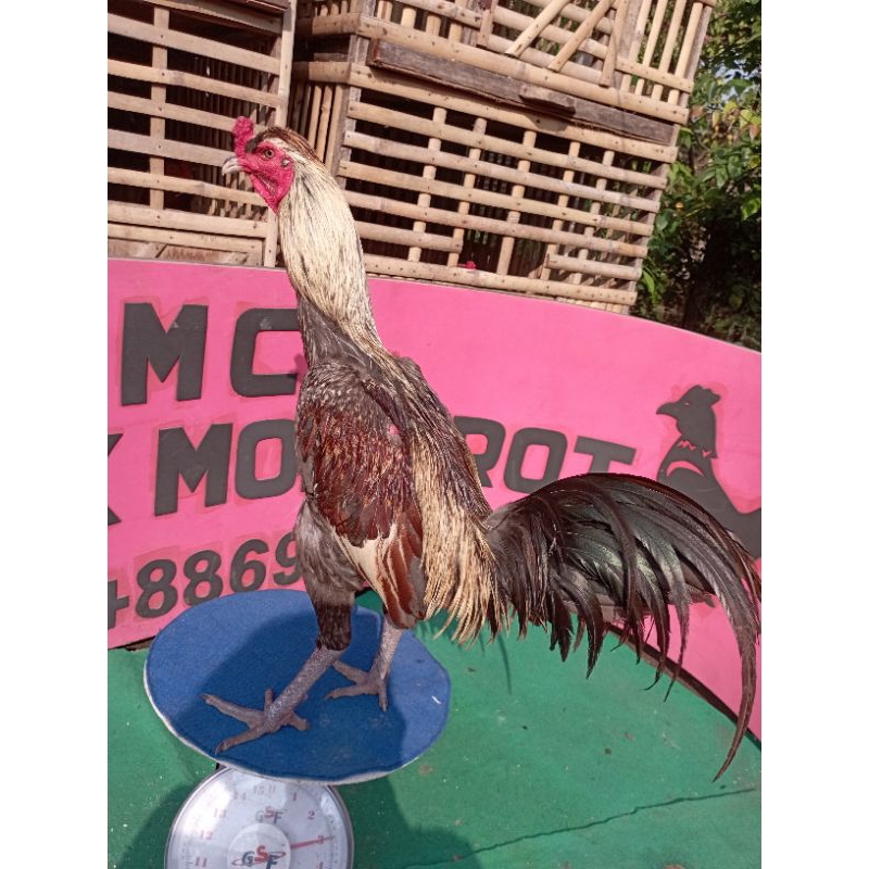 Telur fertil ayam pama iQ ayam pama ninja anti tempel.geser tembak lari bonus brakot ayam petarung a