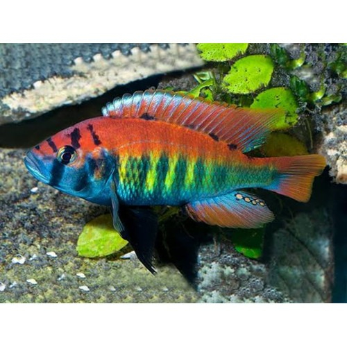 Nyererei african cichlid 9cm