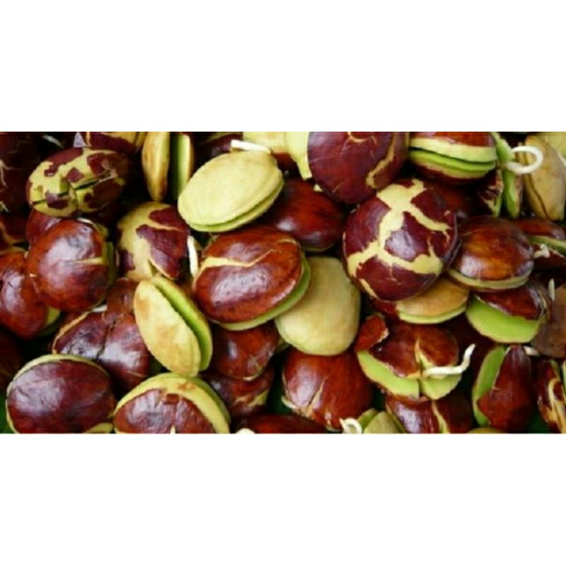 jengkol tua super 1kg