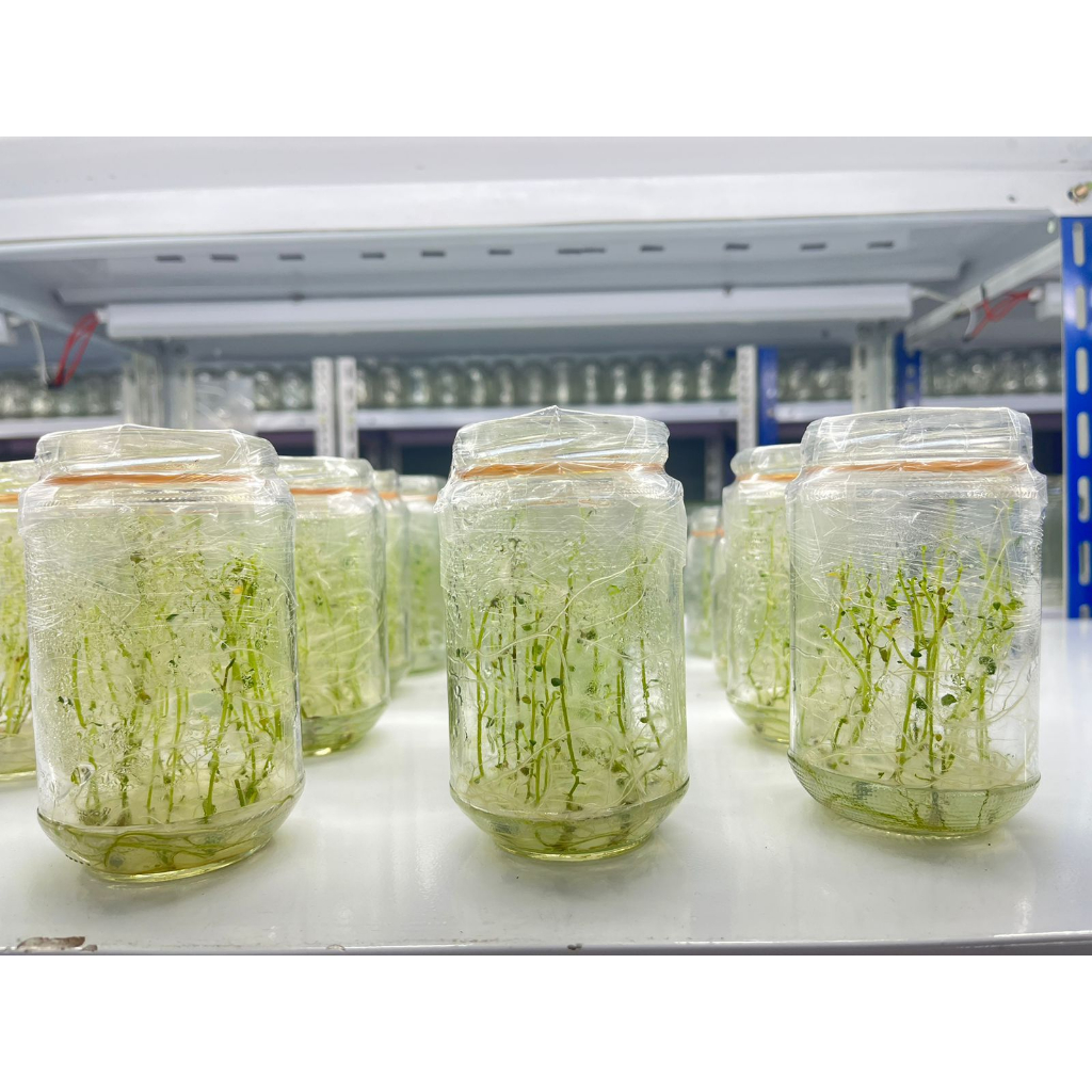 

Planlet Kentang Holland siap AKLIM (1 kotak isi 2 botol)