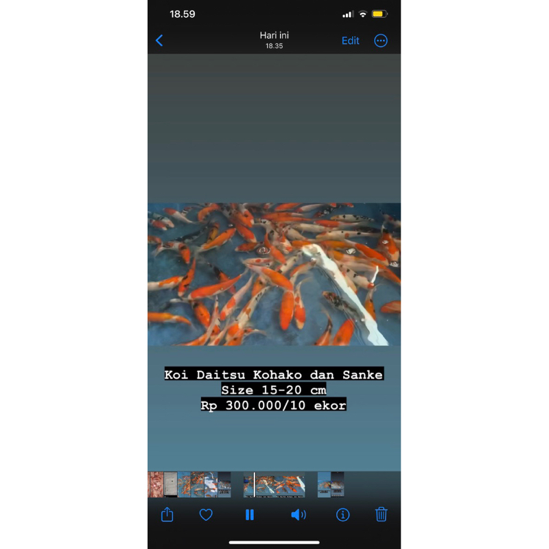 Doitsu Kohaku Sanke size 15-20 cm