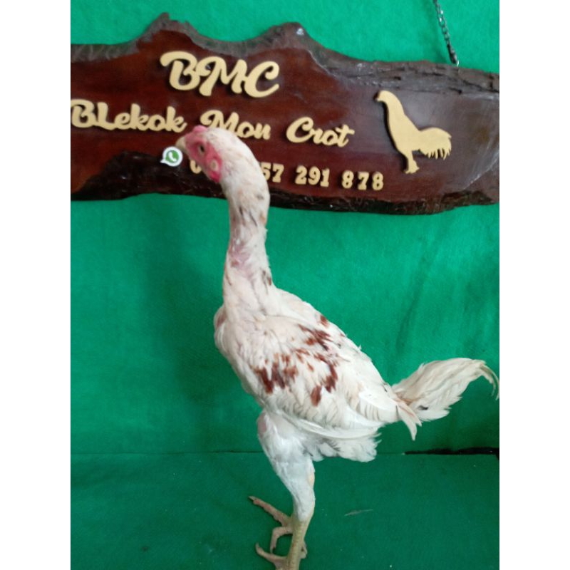 plucker umur 3 bulan