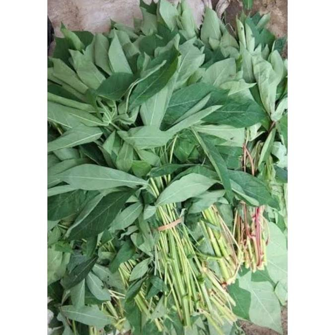 Daun singkong muda ikatan
