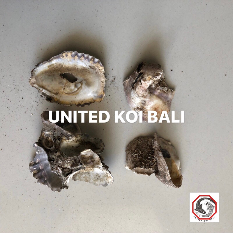 KERANG OYSTER MEDIA KOLAM IKAN KOI - PENSTABIL PH AIR KOLAM KOI