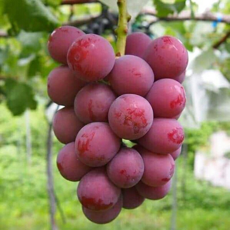 

QUEEN NINA GRAPES - SUKABUAH