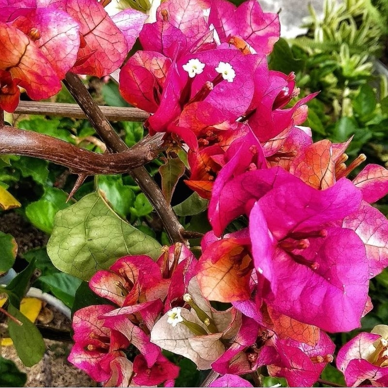 Bugenvil Citra india red /Tanaman hias / bugenvil original