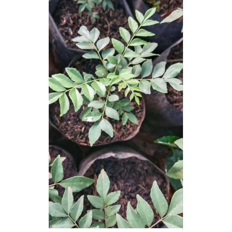 bibit tanaman daun kari atau koro keling