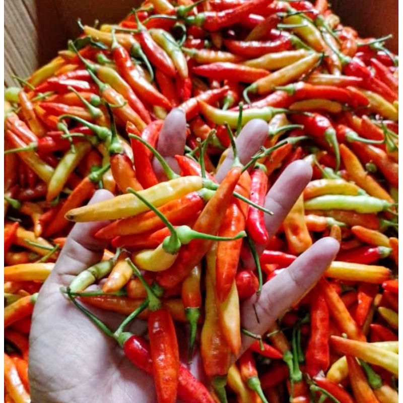 

Cabai Rawit Merah 500 gr