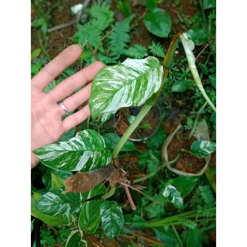 bonggol/bibit rhapidopora hanoman varigata