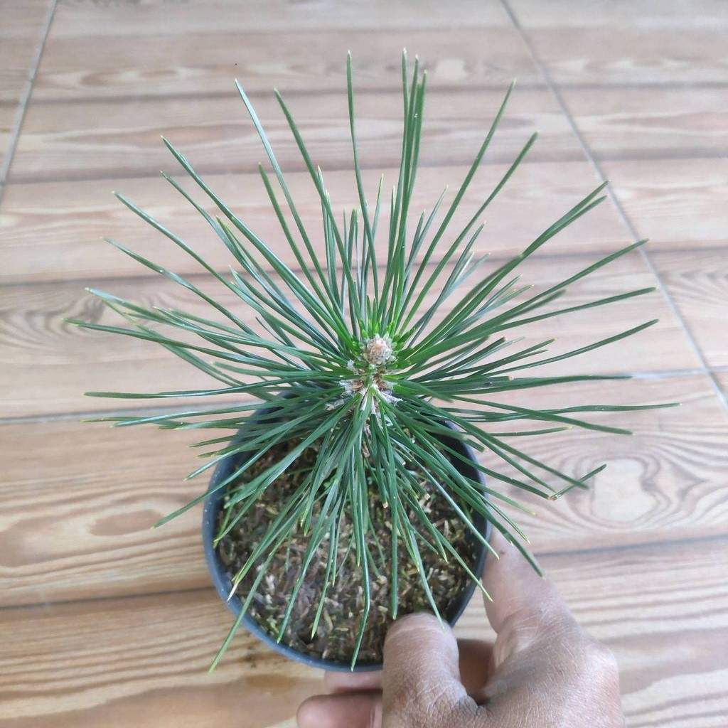 Pohon Japanese Black Pine / Pohon Japanese Black Pine / Pinus Hitam Jepang ( untuk bahan bonsai )