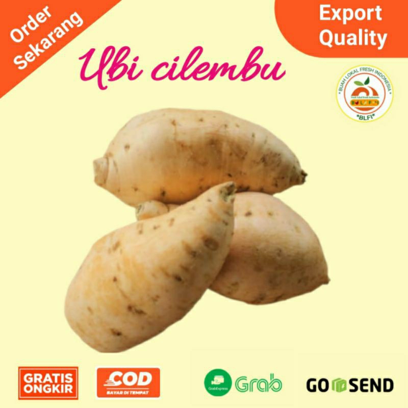 

UBI CILEMBU 1KG