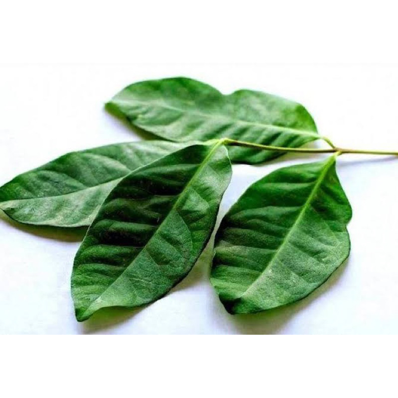 

Daun Salam Segar (Minimal 20 Helai)