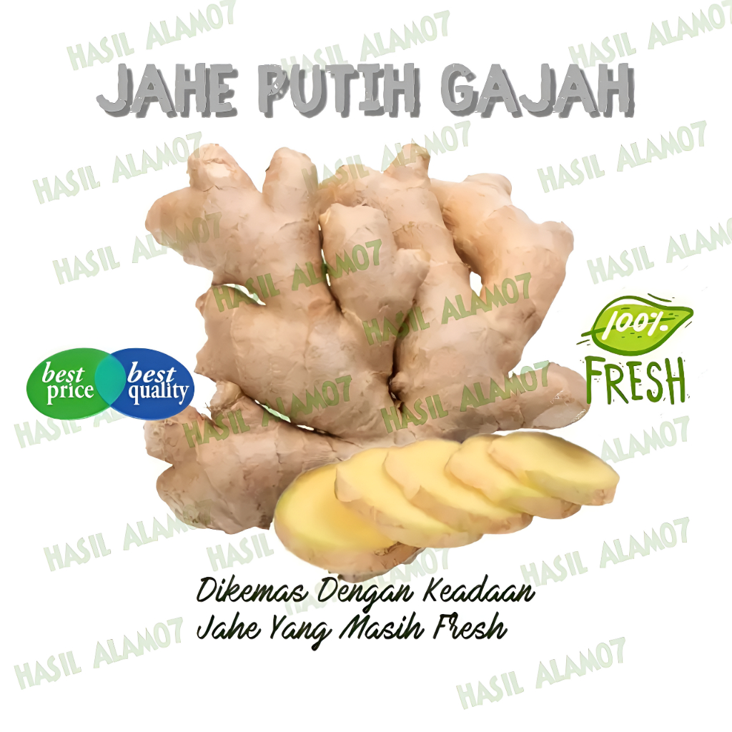 

Jahe Putih Gajah Besar Segar 1kg