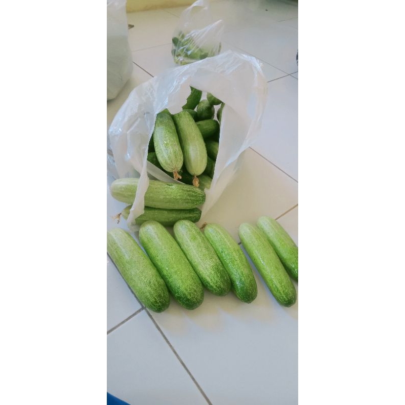 

mentimun/ bonteng 1kg