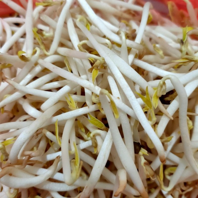 

sayur toge