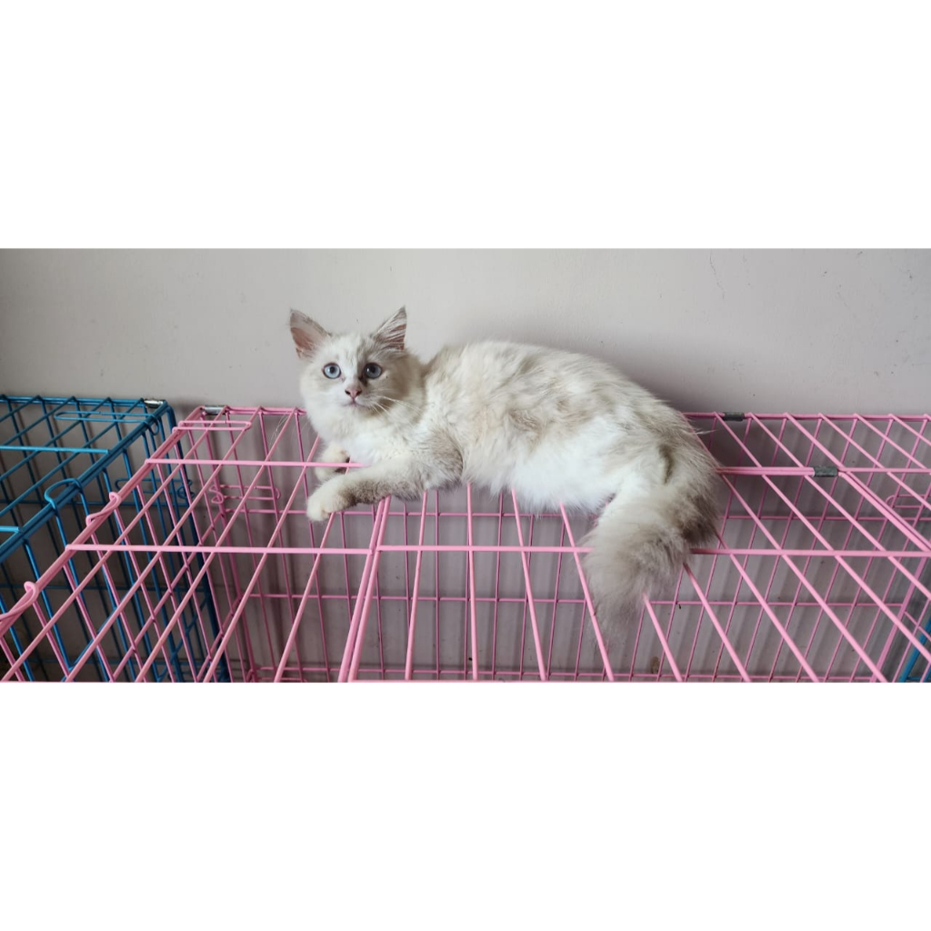 Anak Kucing Hima Sehat Gembul Vaksin