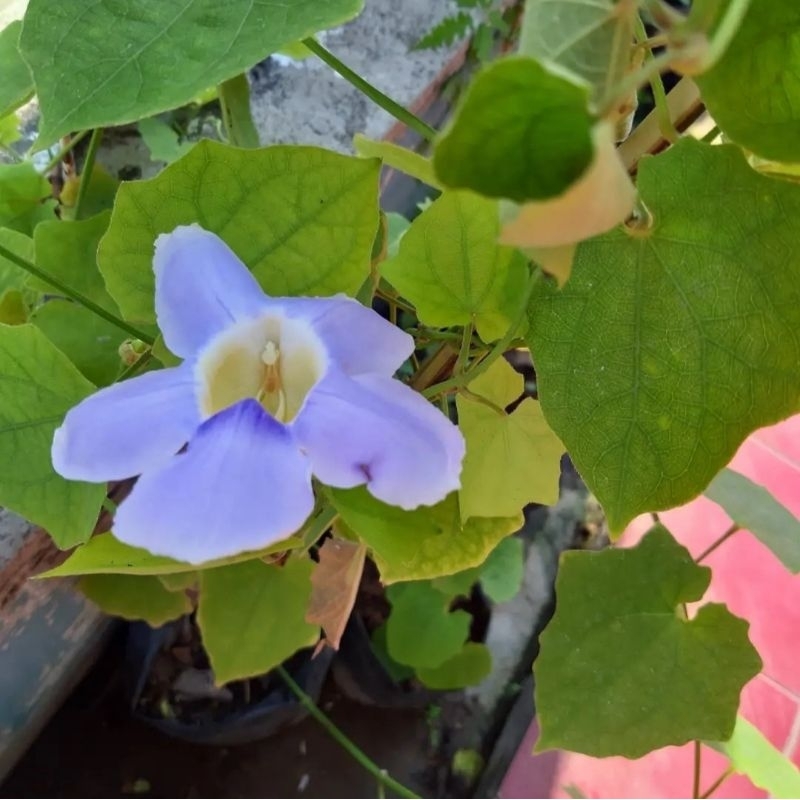 tanaman hias bunga thunbergia ungu pohon thunbergia bunga ungu tanaman rambat thunbergia grandiflora