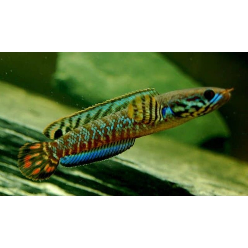 

Bleheri Rainbow Snackhead 6-8cm