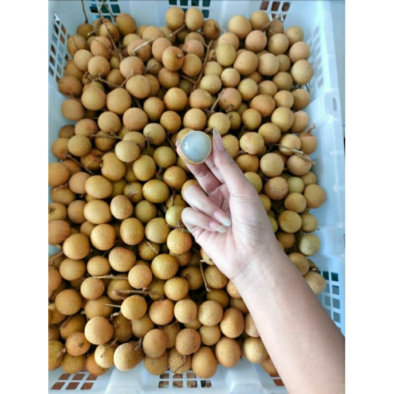 

Buah kelengkeng Bangkok Thailand 900gr- 1000gr