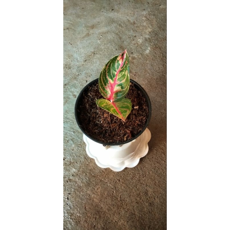 aglonema baby Moonlight