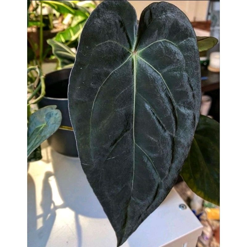 anthurium forgetii papilaminum