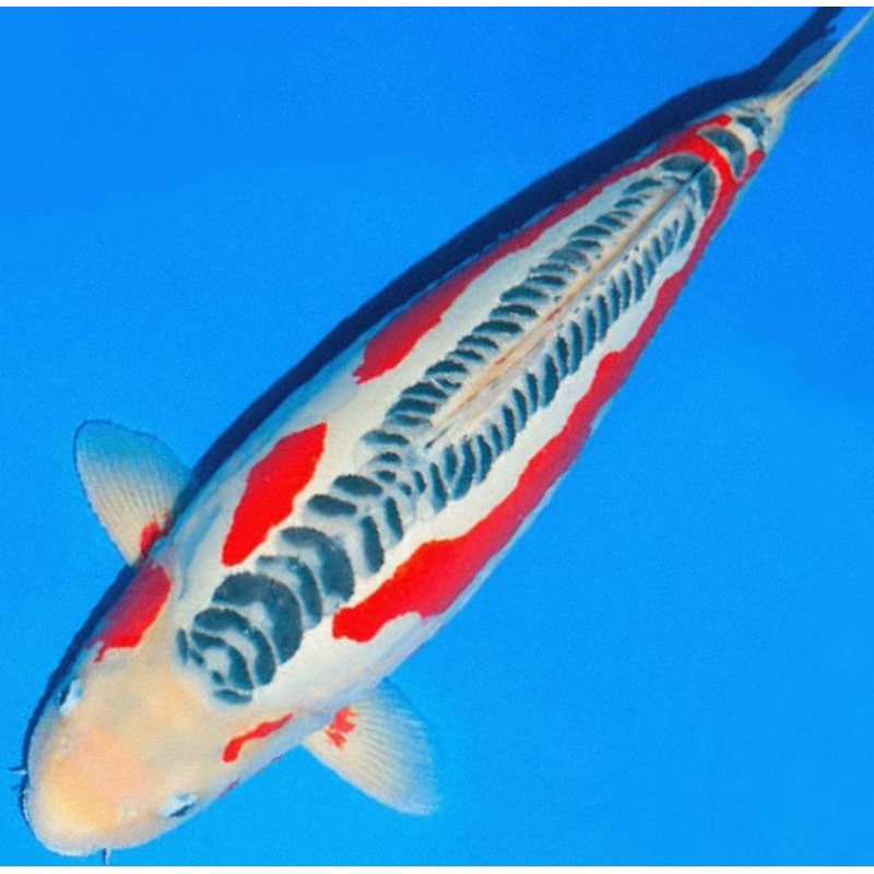 Ikan Koi Shusui size 6-7 cm isi 7 ekor