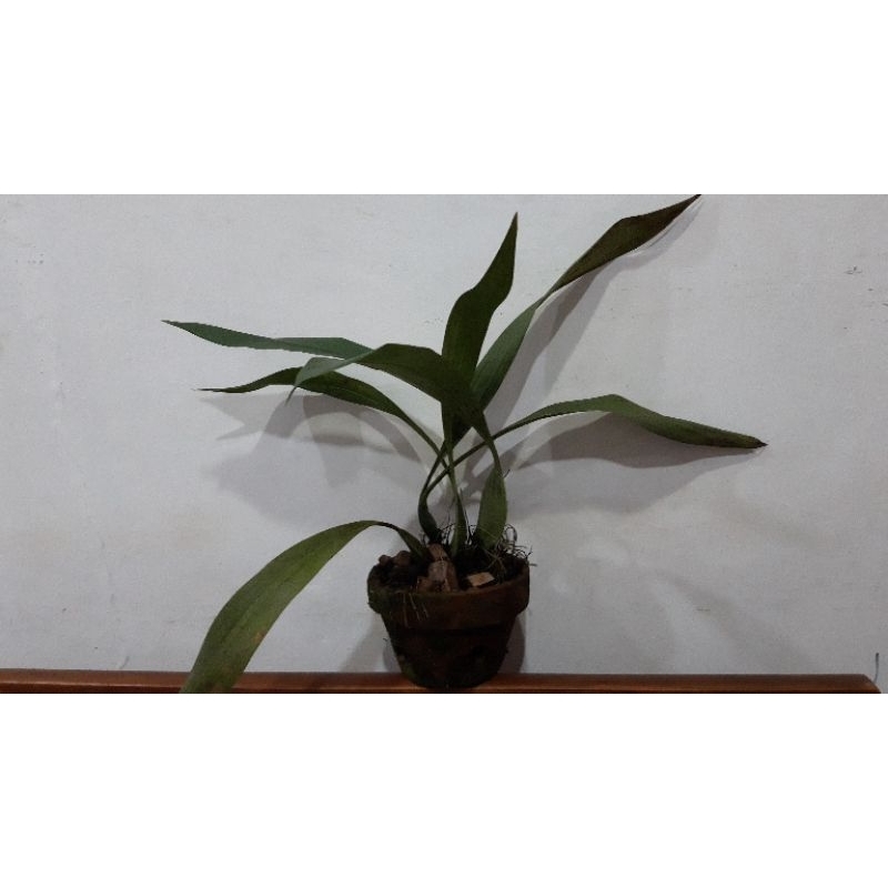anggrek hitam Kalimantan col. Pandurata