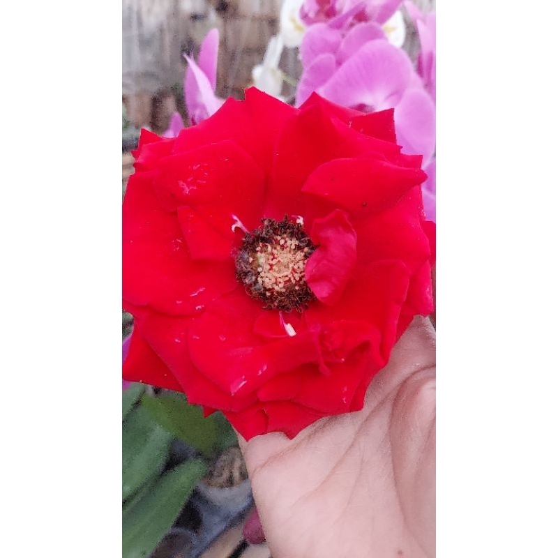 Tanaman Mawar Holland Merah / sexy red roses/ mawar