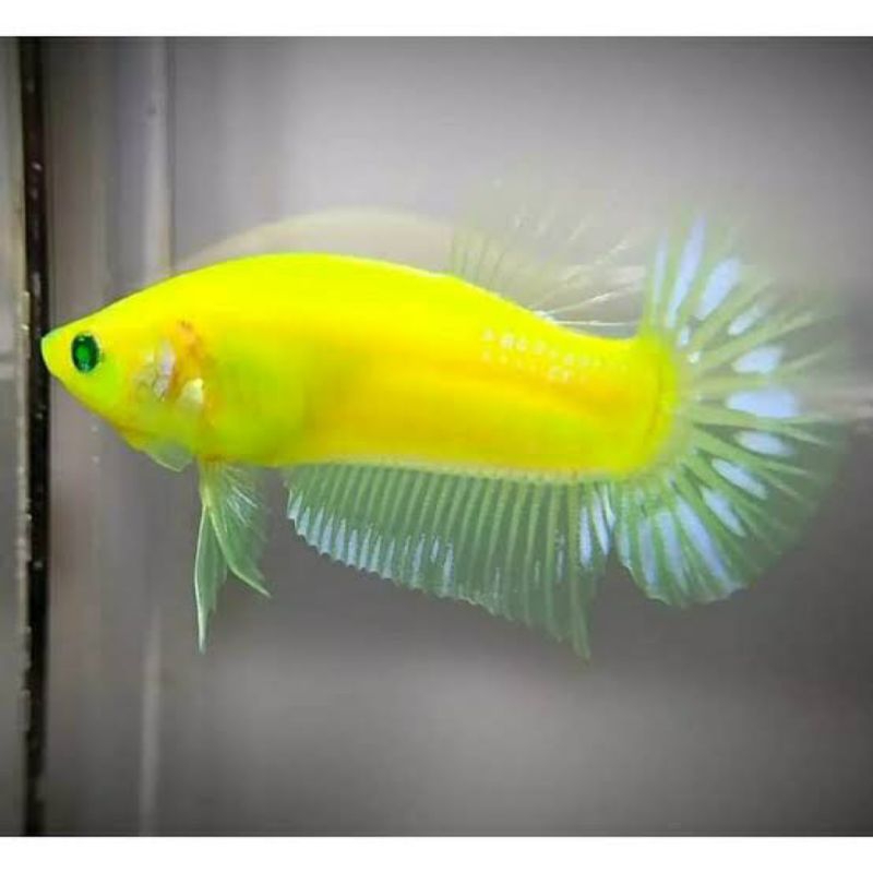 PK/HM NEON GLOW Menyala Dalam Gelap Glow