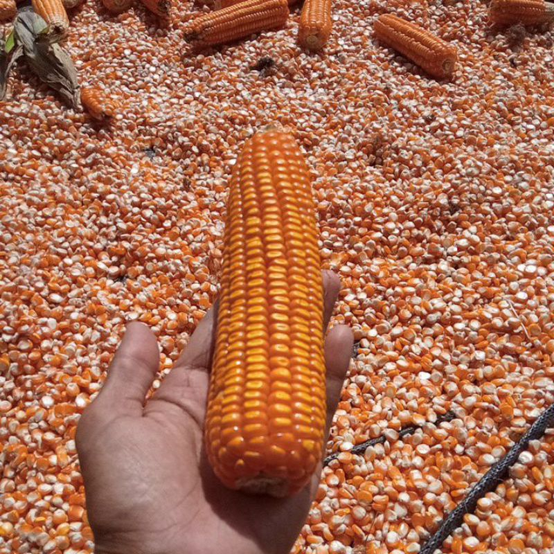 Benih Jagung Kering Biji Jagung Pakan Hibrida Corn Seed 1 Kg