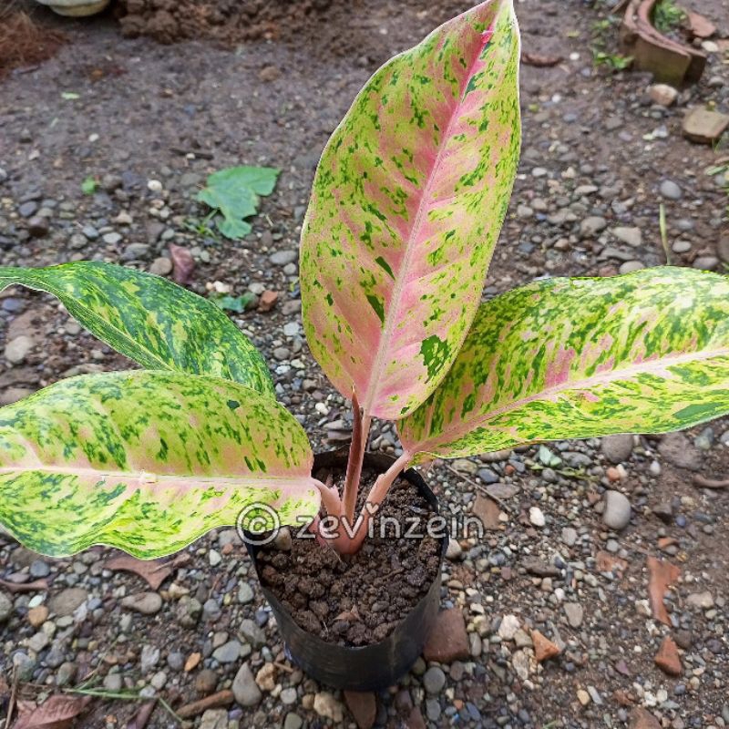 

Aglo Nema Big Roy Remaja (daun 3, 4+) | Sri Rejeki