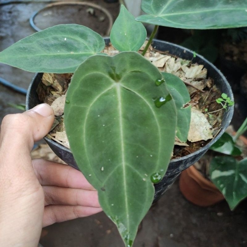 Anthurium forgetii hybrid