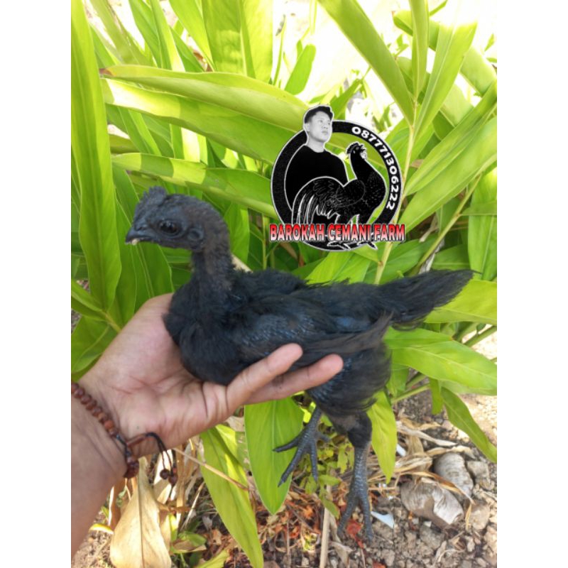 Anakan Ayam cemani Lidah hitam Usia 1 bulan / anakan ayam cemani/ ayam cemani asli / pitek ayam cema