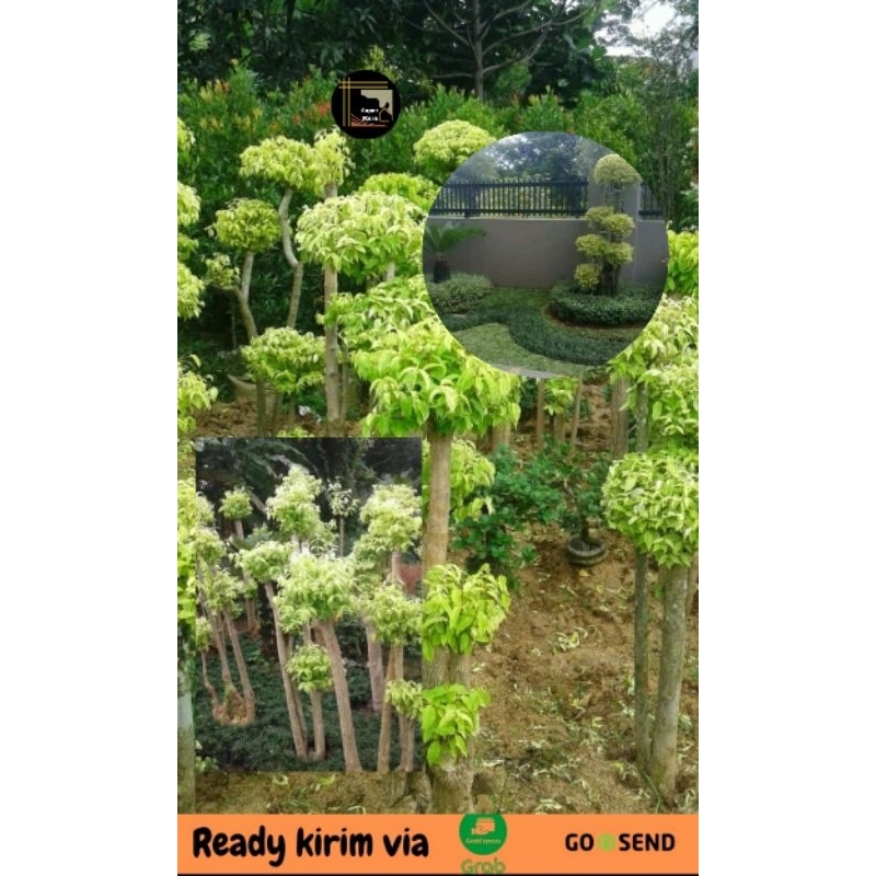 Tanaman Hias Bonsai Anting Putri Pohon Hias Bonsai Anting Putri