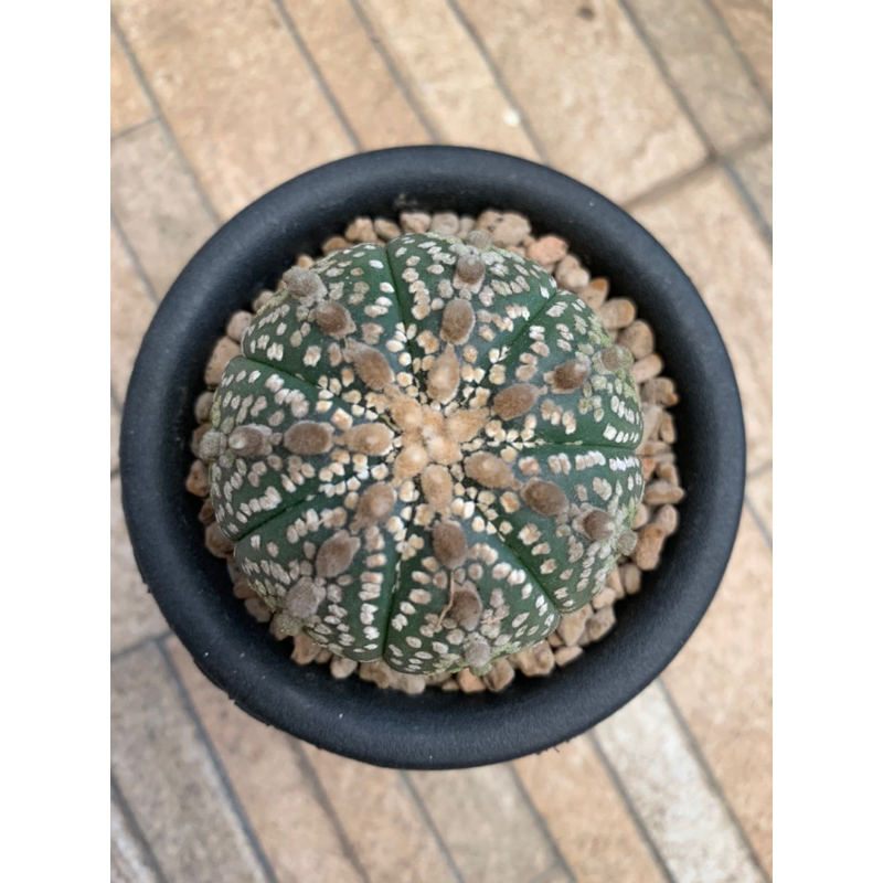 Kaktus Astrophytum
