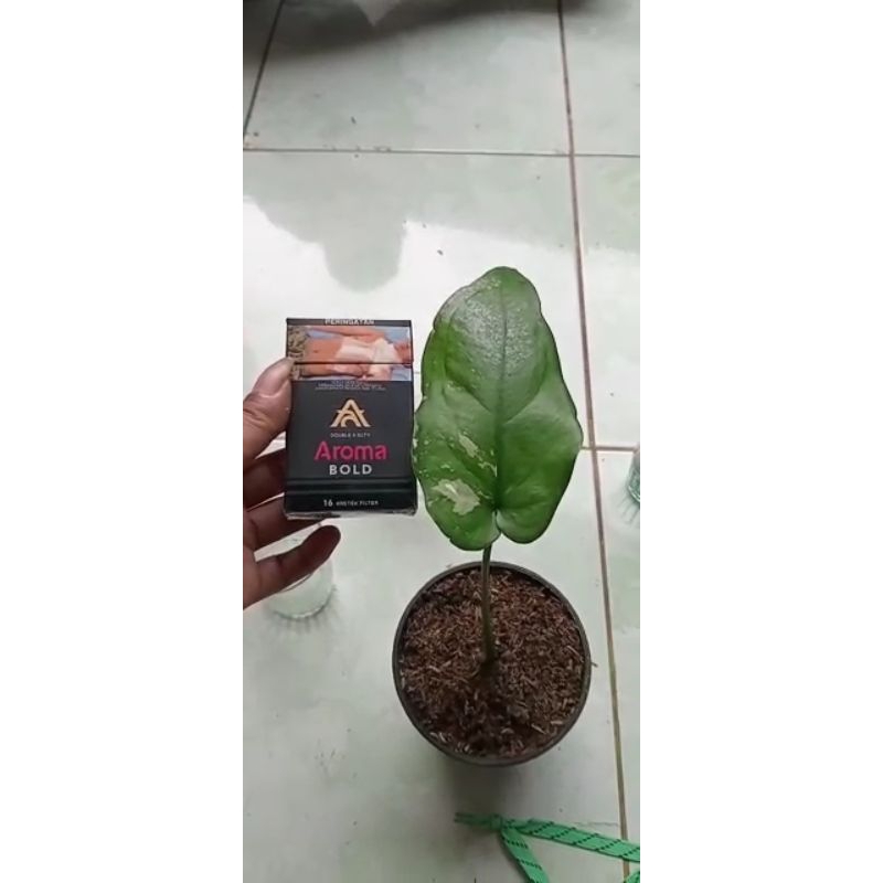 Syngonium chiapense variegata