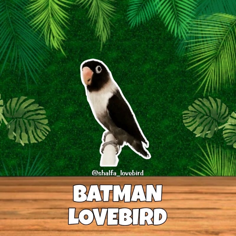 LOVEBIRD BATMAN JANTAN/BETINA PAUD DAN DEWASA