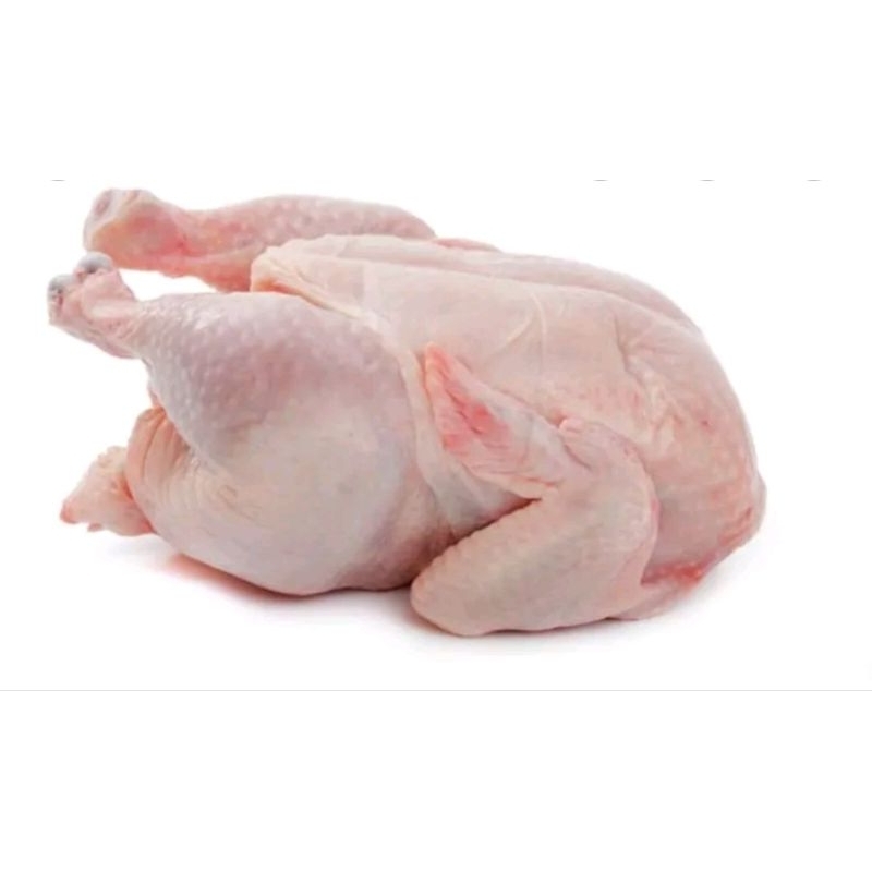 

Ayam potong segar fresh ukuran 1kg sebelum dipotong