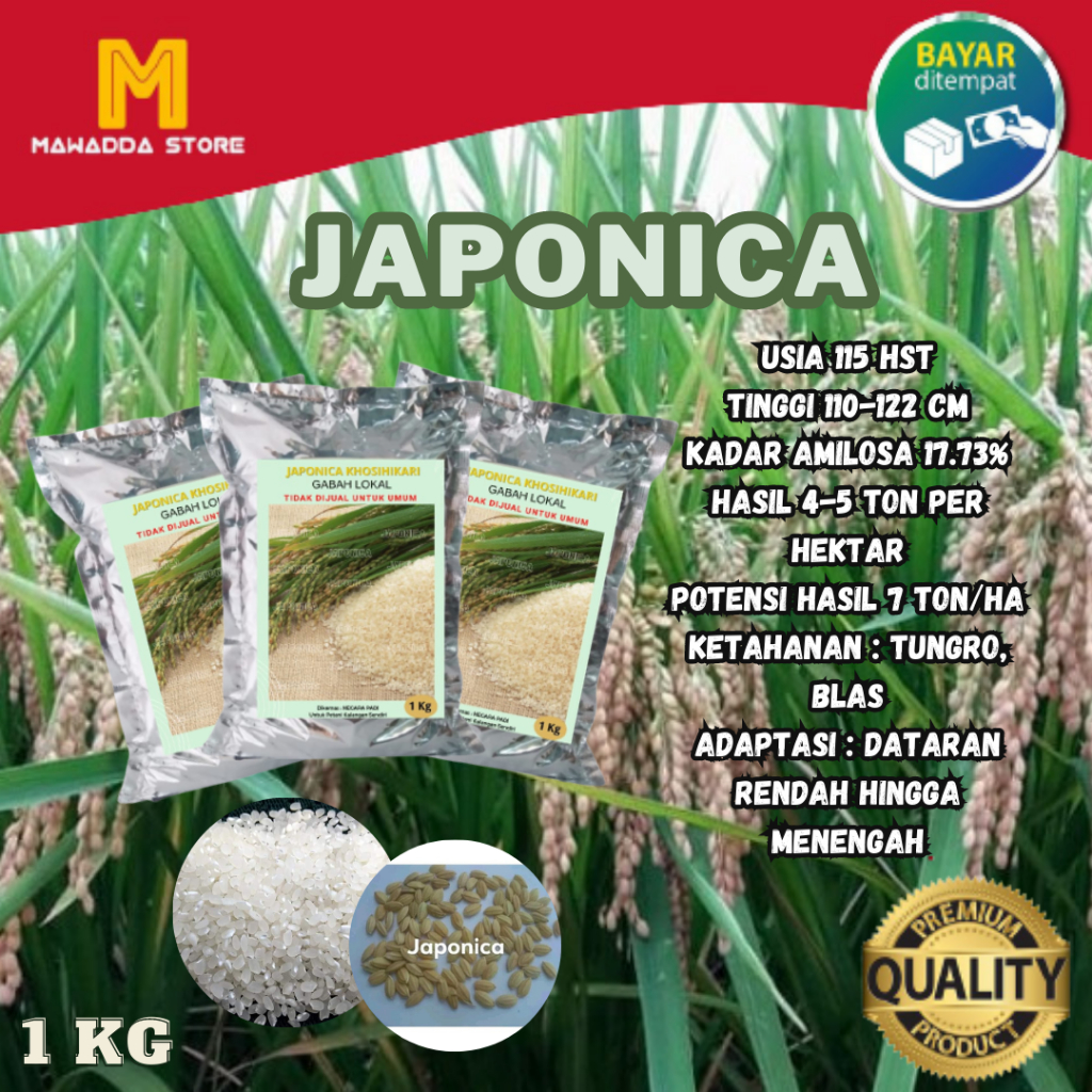 Biji Padi Unggul Benih Galur Jepang Japonica 1kg